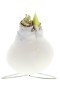 Amaryllis kolibri wit