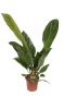Anthurium-jungle-king-kopen