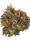 Aparte kamerplant begonia