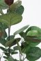 Monstera Siltepecana