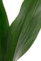 Aspidistra blatt