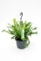 Asplenium Crissie