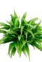 Asplenium grote groene plant