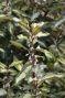 Syngonium Red Spot blad