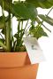 Biologische plaagbestrijding irski in plant