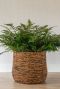 Bruin plantenmand bob