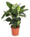 Alocasia Branchifolia Pink Passion blad