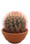 Cactus-ferocactus-stainesii