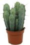 Cactus-myrtillocactus-geometrizans