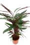 Alocasia Branchifolia Pink Passion blad
