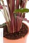 Syngonium Red Spot blad