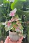 Caladium casey