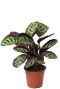 Calathea cora