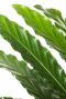 Calathea elgergrass plant