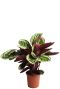 Calathea Angela