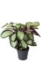 Hoya Krohniana Silver blad