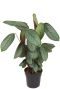 Hoya Krohniana Silver blad