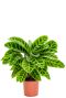 Calathea zebrina plante d interieur