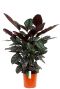 Epipremnum Pinnatum Global Green blad