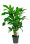 Alocasia Branchifolia Pink Passion blad