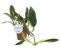 Alocasia Branchifolia Pink Passion blad