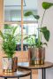 Monstera Siltepecana
