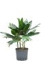 Chamaedorea metallica hydroplant