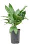 Chamaedorea metallica hydroplanten
