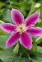 Clematis dr ruppel