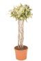 Epipremnum Pinnatum Global Green blad