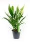 Syngonium Red Spot blad
