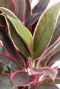 Hoya Krohniana Silver blad
