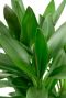 Alocasia Branchifolia Pink Passion blad