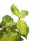 Epipremnum Pinnatum Global Green
