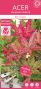 Syngonium Three Kings blad