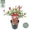 Syngonium Pink Splash