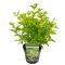 Syngonium Red Spot blad