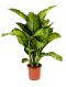 Syngonium Red Spot blad