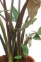 Hoya Krohniana Silver blad