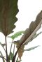Monstera Siltepecana