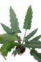 Alocasia Branchifolia Pink Passion blad