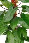 Syngonium Pink Splash