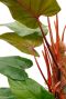 Syngonium Red Spot blad