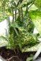 Monstera Siltepecana