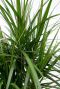 Alocasia Branchifolia Pink Passion blad