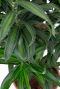 Alocasia Branchifolia Pink Passion blad