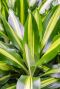 Dracaena cintho 1