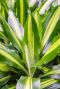 Syngonium Pink Splash