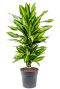 Alocasia Branchifolia Pink Passion blad
