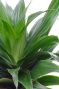 Dracaena compacta blad